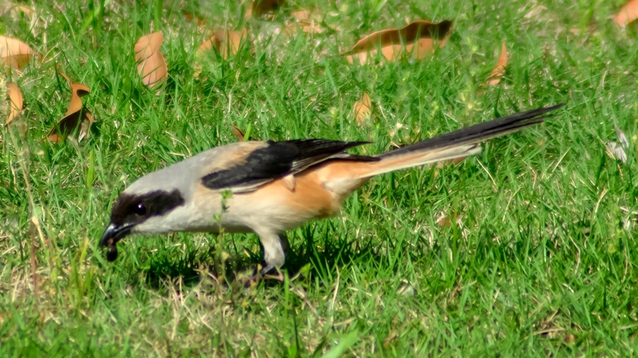 636974912.jpg 157778286_1562465077673_mthumb.jpg