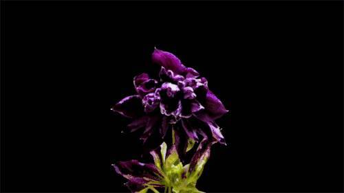 1267077046.jpeg BD29FC921E349E6BCCA27EC8570849B6EB708968_size8_w500_h281.jpeg