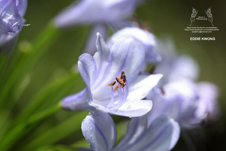 微距攝影入門知識和技巧 微距攝影入門知識和技巧