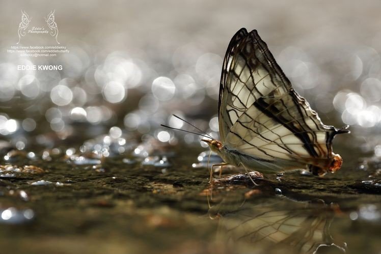 微距攝影入門知識和技巧 微距攝影入門知識和技巧