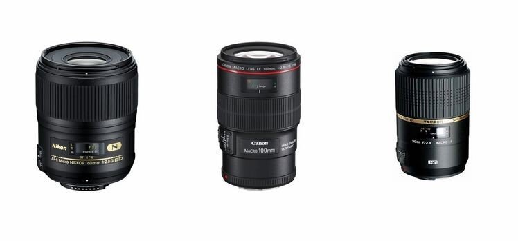 微距攝影入門知識和技巧 微距攝影入門知識和技巧