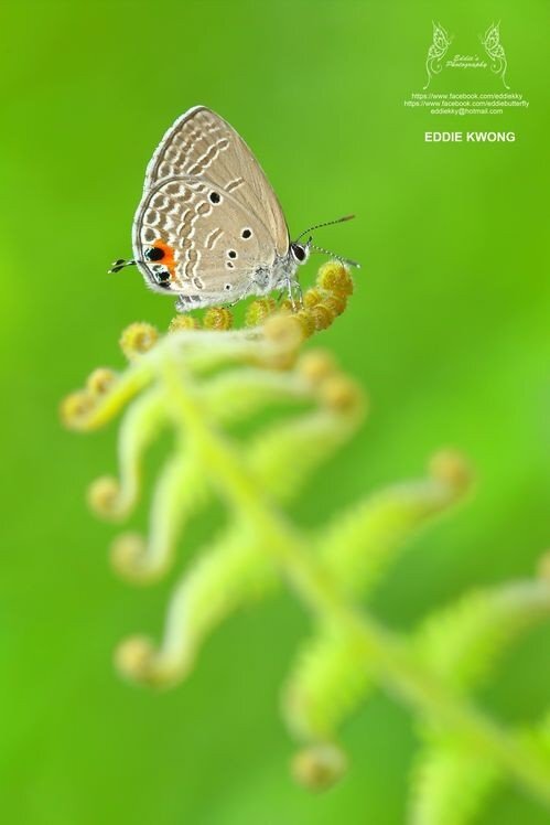 微距攝影入門知識和技巧 微距攝影入門知識和技巧