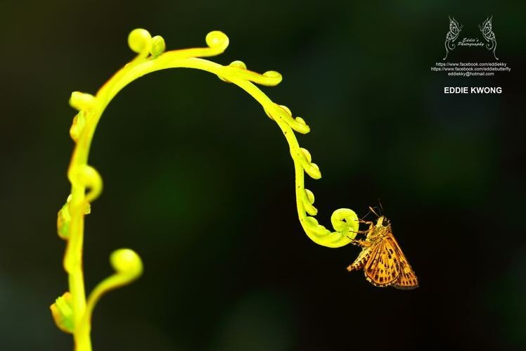 微距攝影入門知識和技巧 微距攝影入門知識和技巧