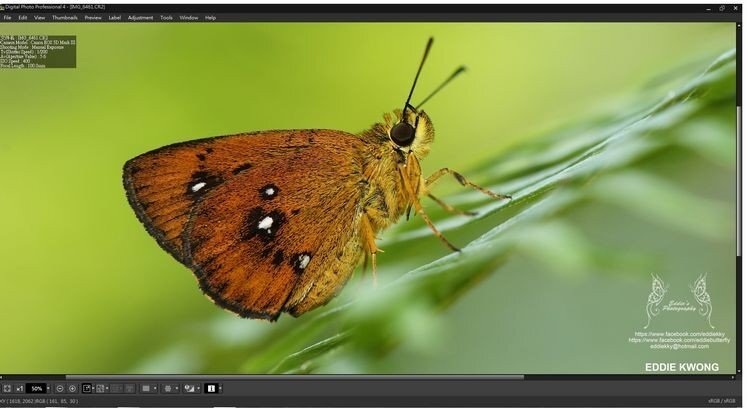 微距攝影入門知識和技巧 微距攝影入門知識和技巧