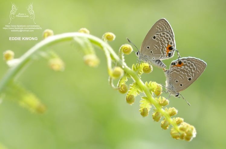 微距攝影入門知識和技巧 微距攝影入門知識和技巧