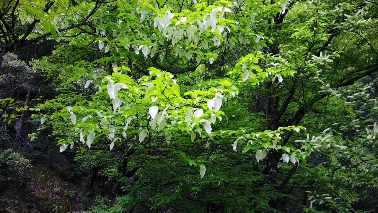 央視人文紀錄片《陰平古道》第四集  生靈